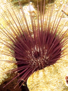 Echinostrephus aciculatus, Corail Porites