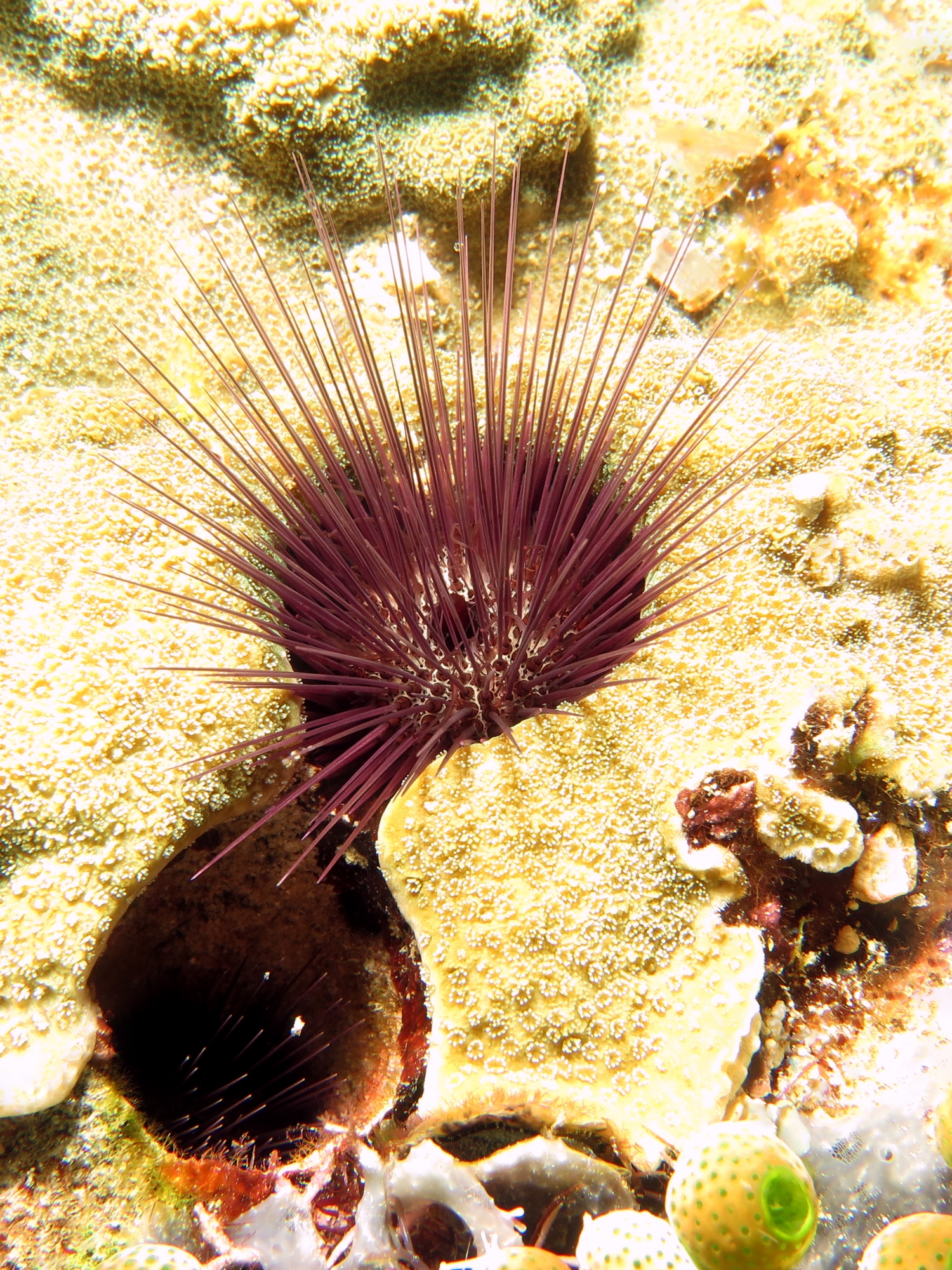 Echinostrephus aciculatus, Corail Porites