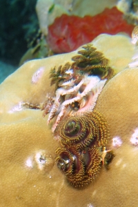 Spirobranchus giganteus, Didemnum molle, Porites lutea