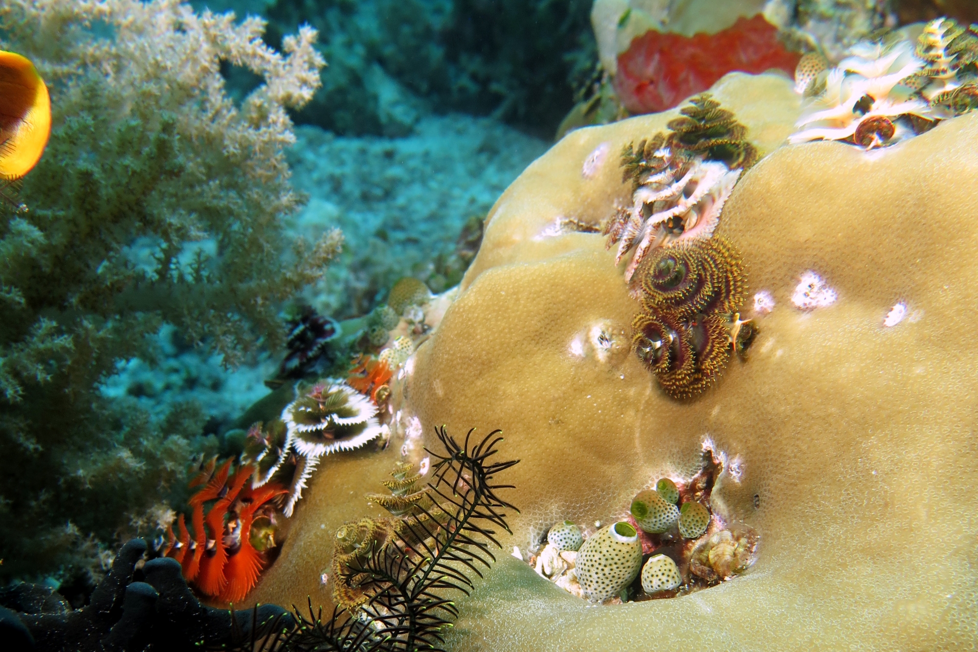 Spirobranchus giganteus, Didemnum molle, Porites lutea