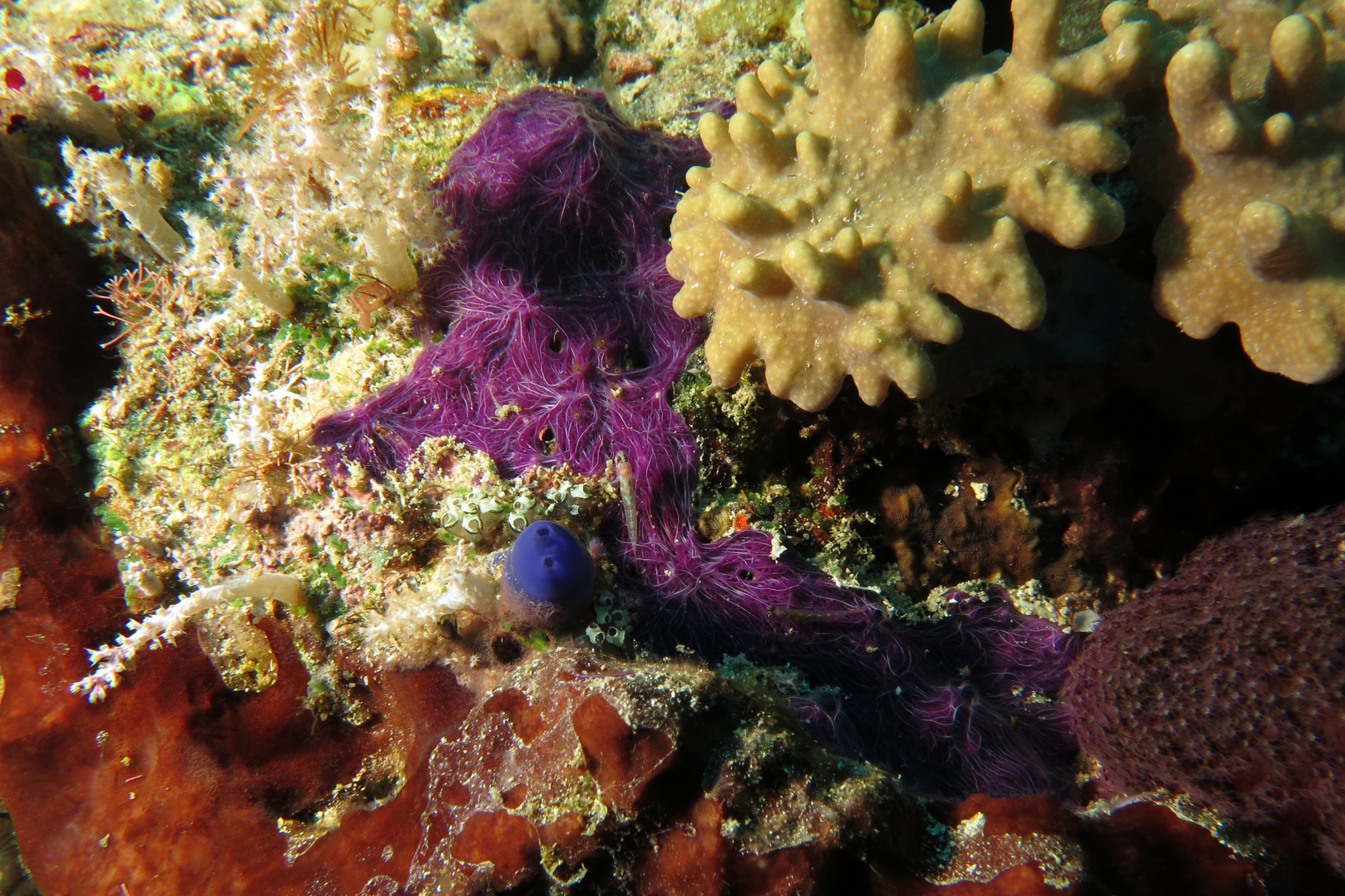 Eviota melasma, Rhopalaea sp., Clavelina sp., Chalinula nematifera