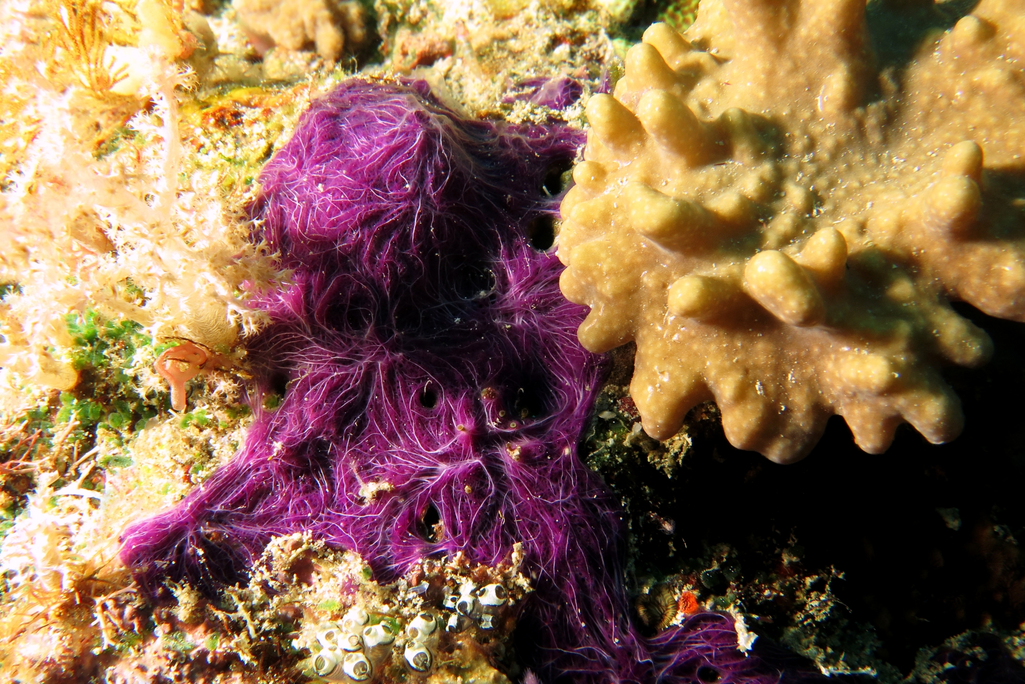 Chalinula nematifera, Sinulaire sp.