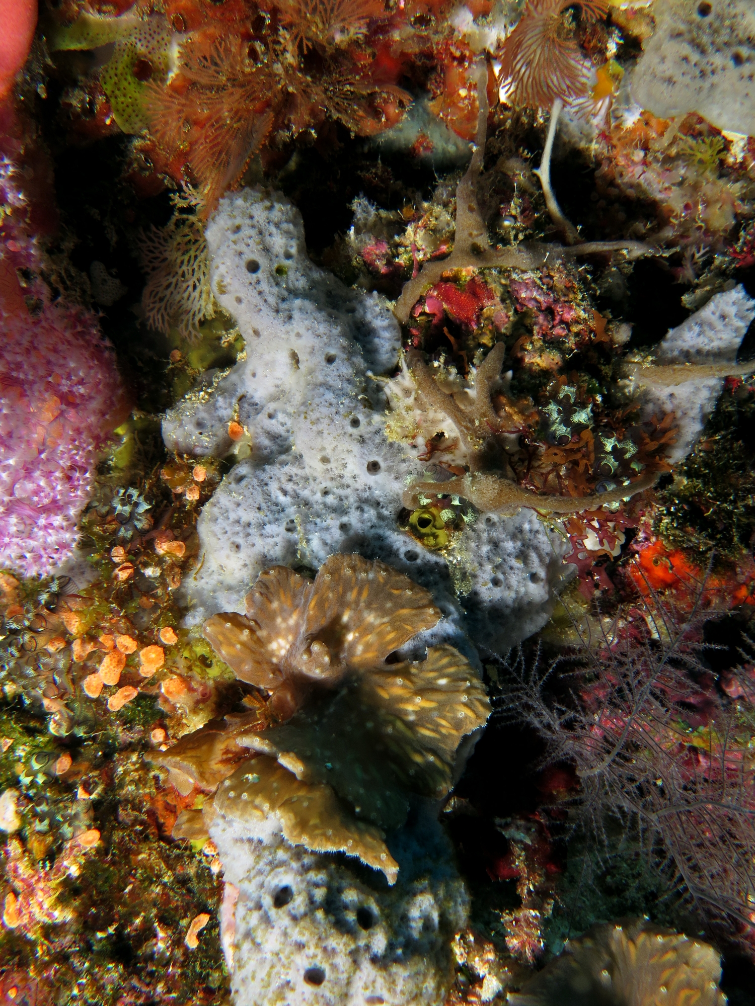 Dysidea avara ou fragilis, Sinularia brassica
