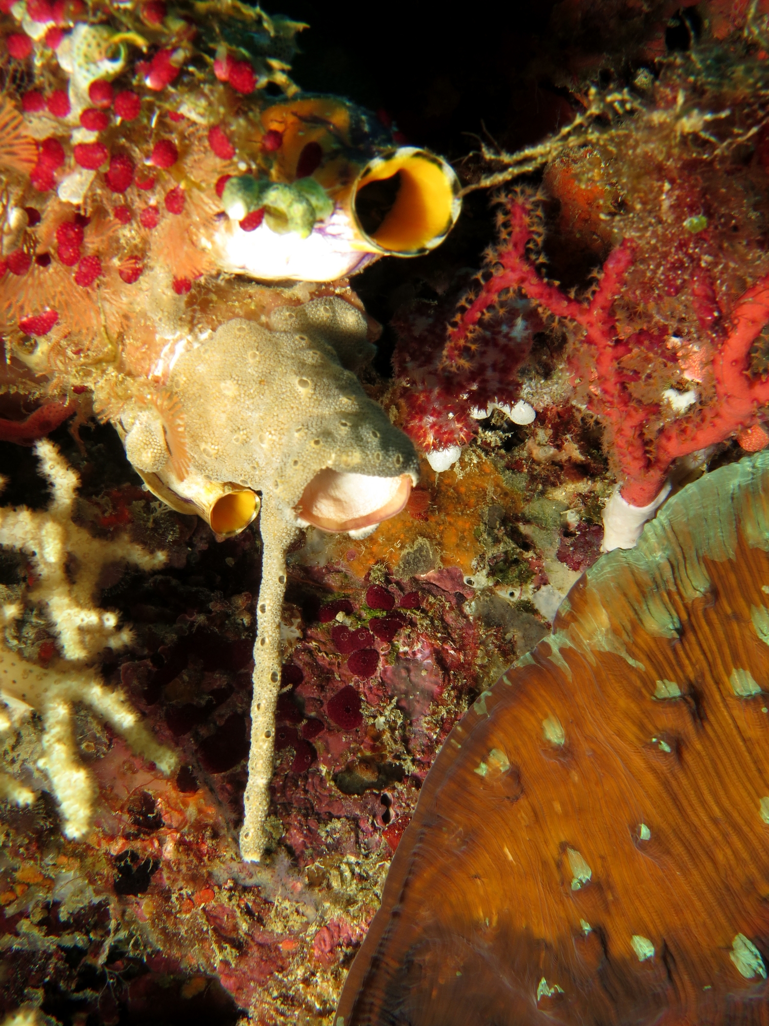 Polycarpa aurata, Leptoclinides reticulatus
