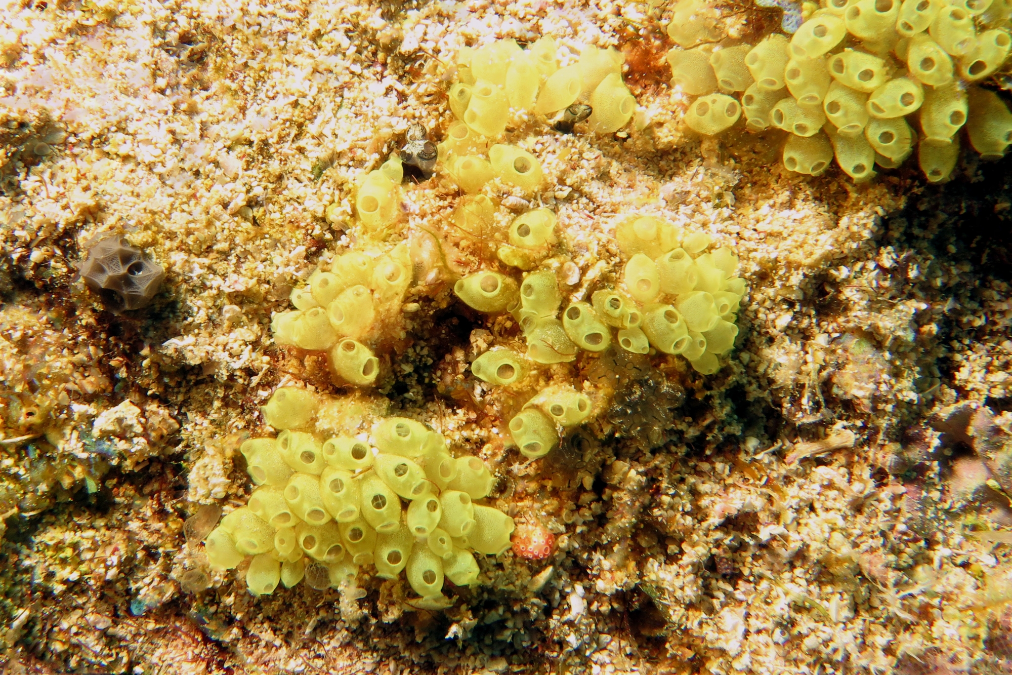 Perophora modificata