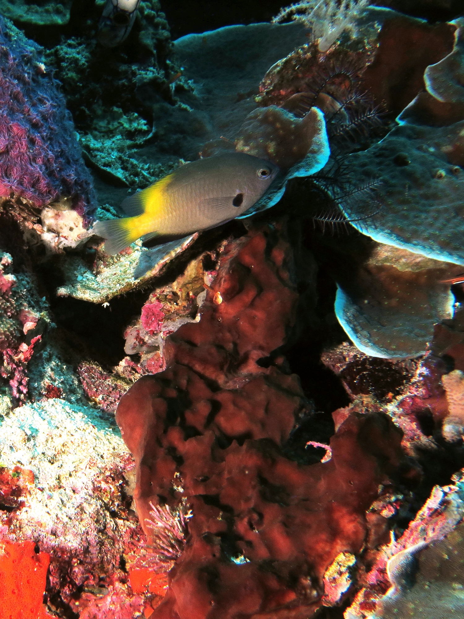 Pomacentrus nigromanus