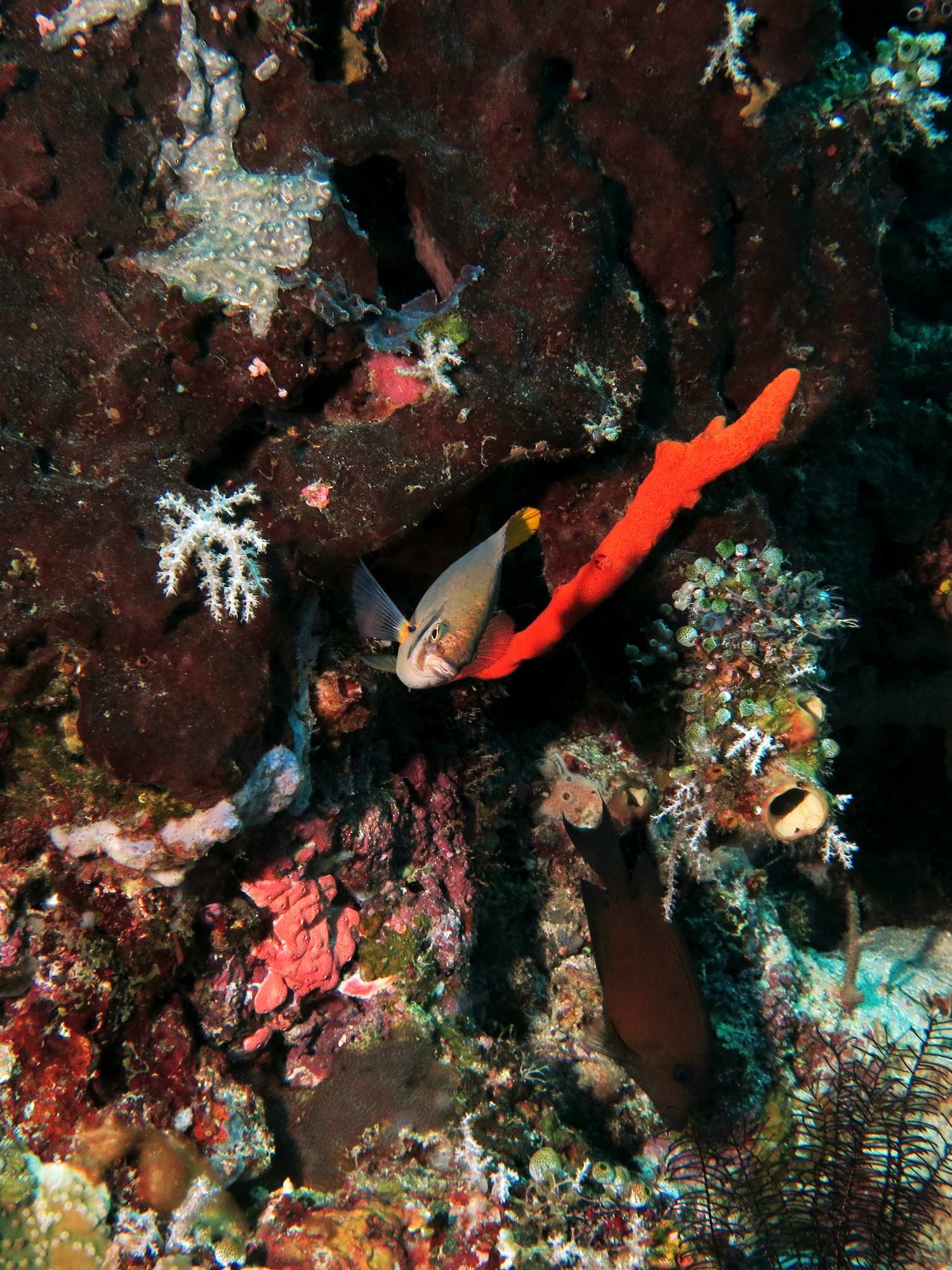 Neoglyphidodon nigroris, Negombata magnifica