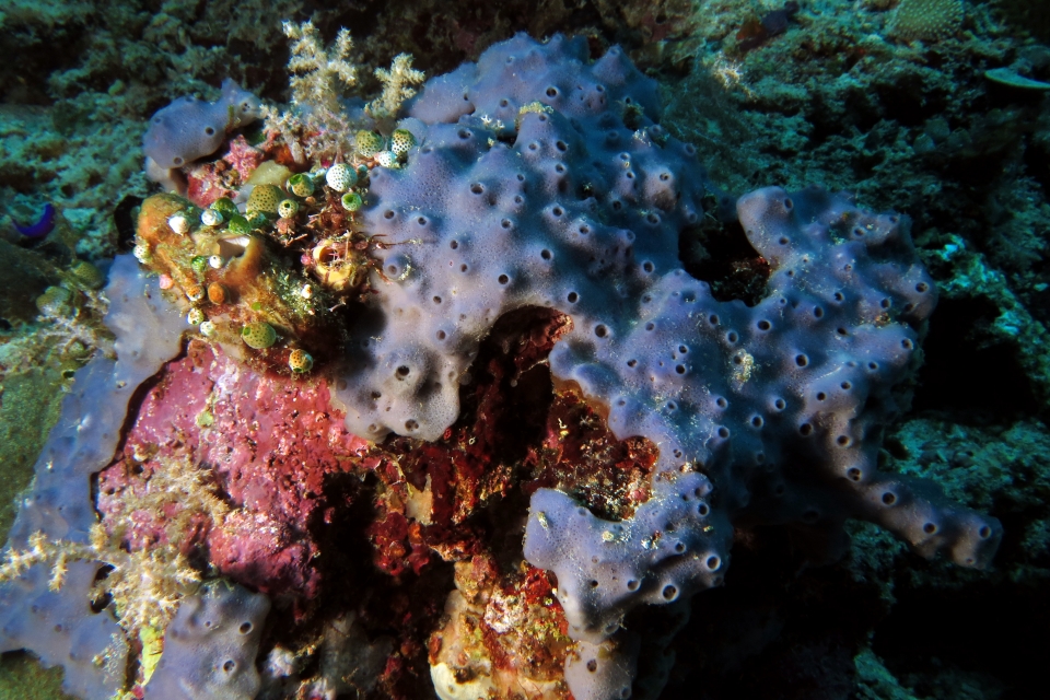Haliclona (Haliclona) violacea