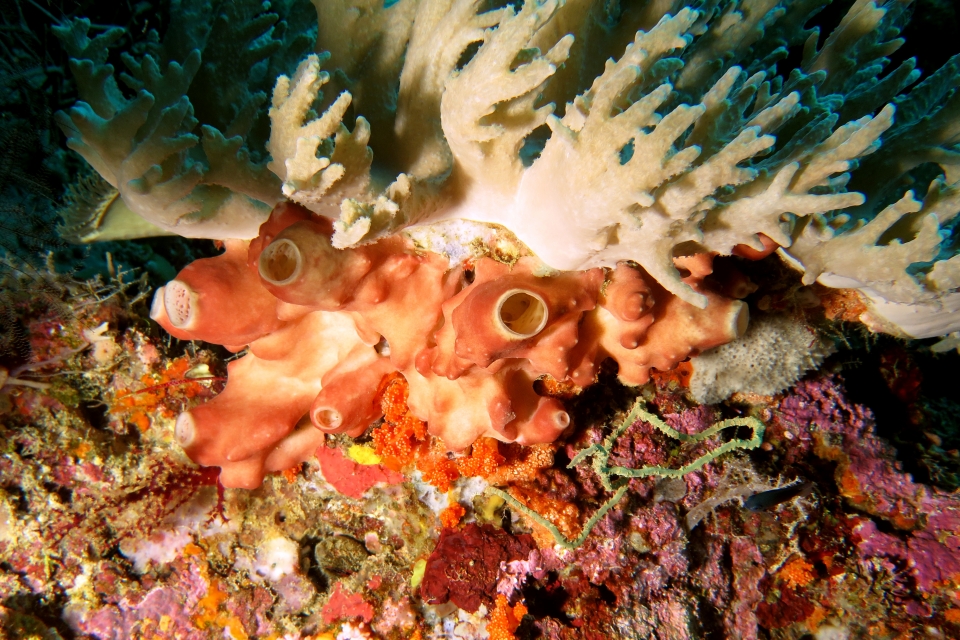 Leucetta primigenia, Sinularia polydactyla