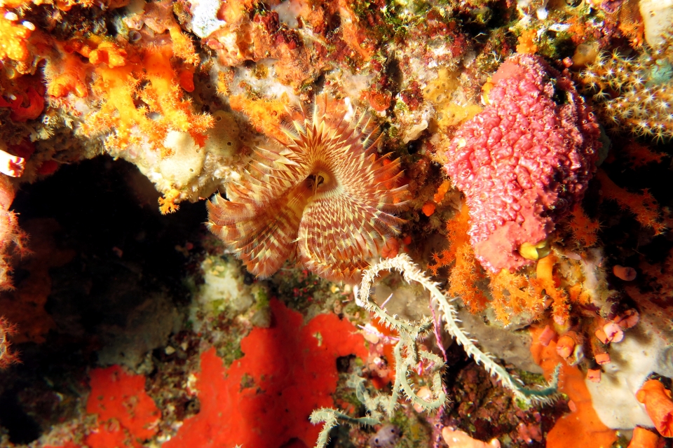 Sabellastarte spectabilis, Eusynstyela sp.