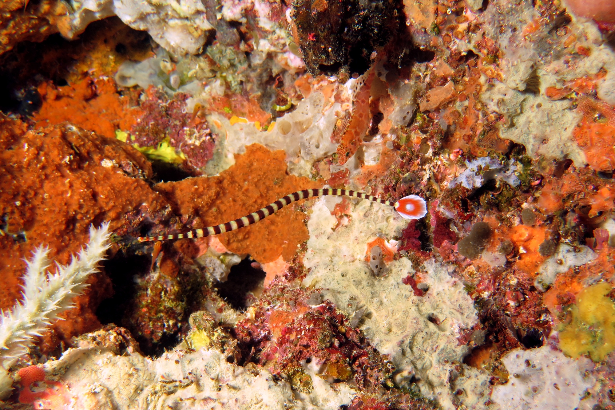 Doryrhamphus dactyliophorus