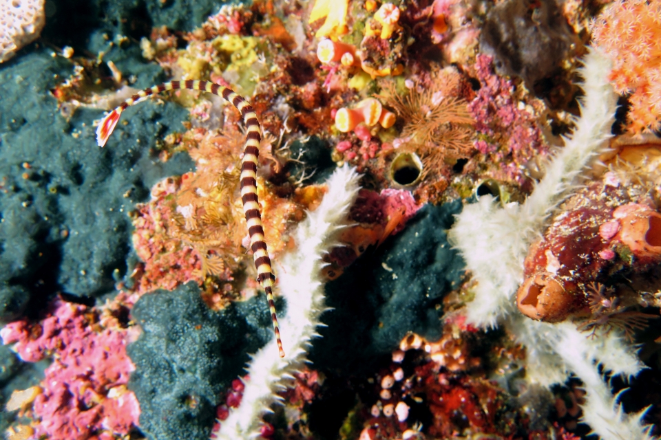 Doryrhamphus dactyliophorus