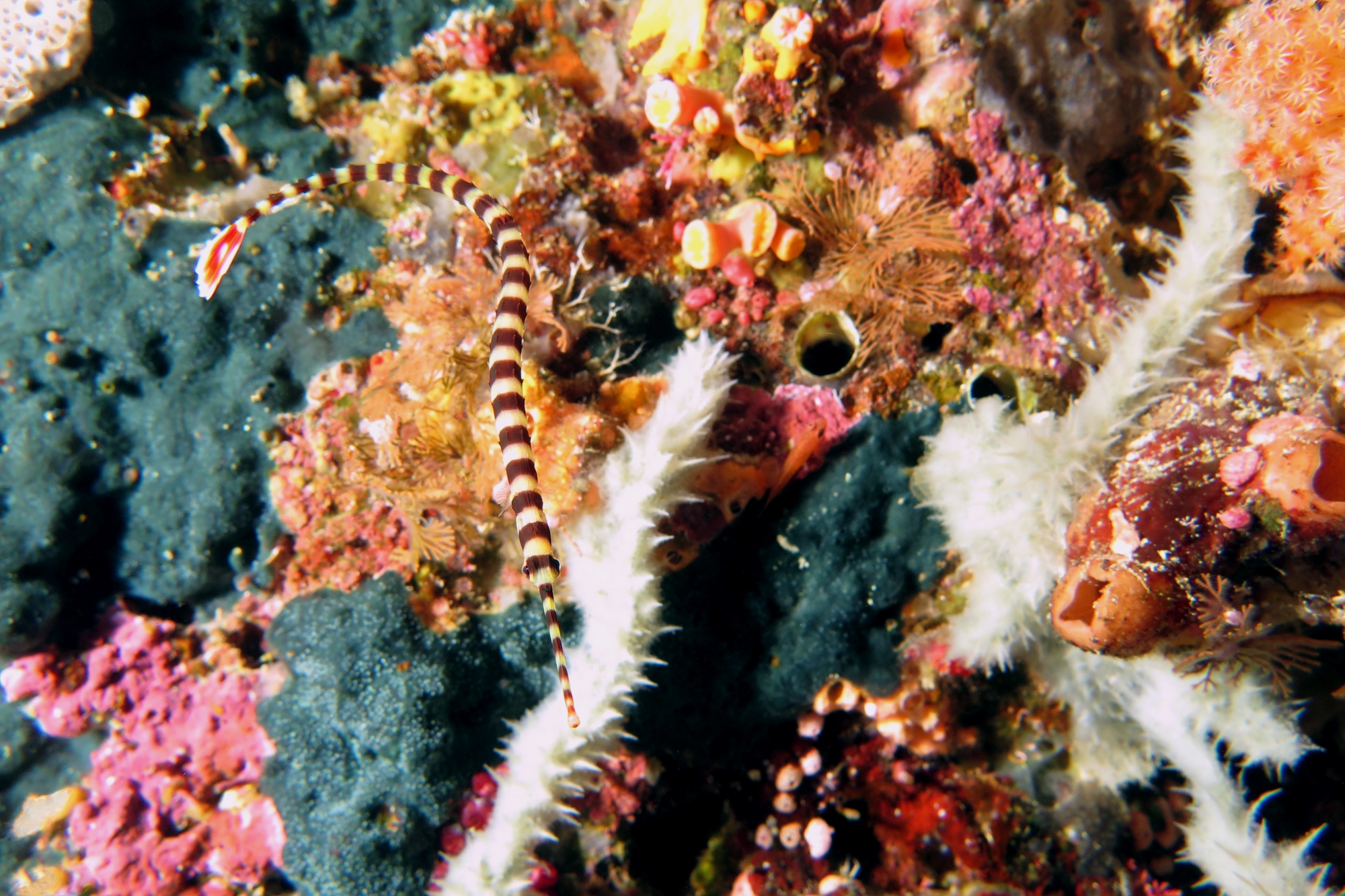 Doryrhamphus dactyliophorus