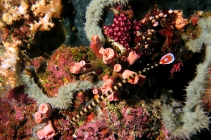 Doryrhamphus dactyliophorus, Cladopsammia (Dendrophyllia) gracilis, Eusynstyela misakiensis