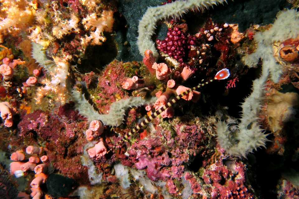 Doryrhamphus dactyliophorus, Cladopsammia (Dendrophyllia) gracilis, Eusynstyela misakiensis