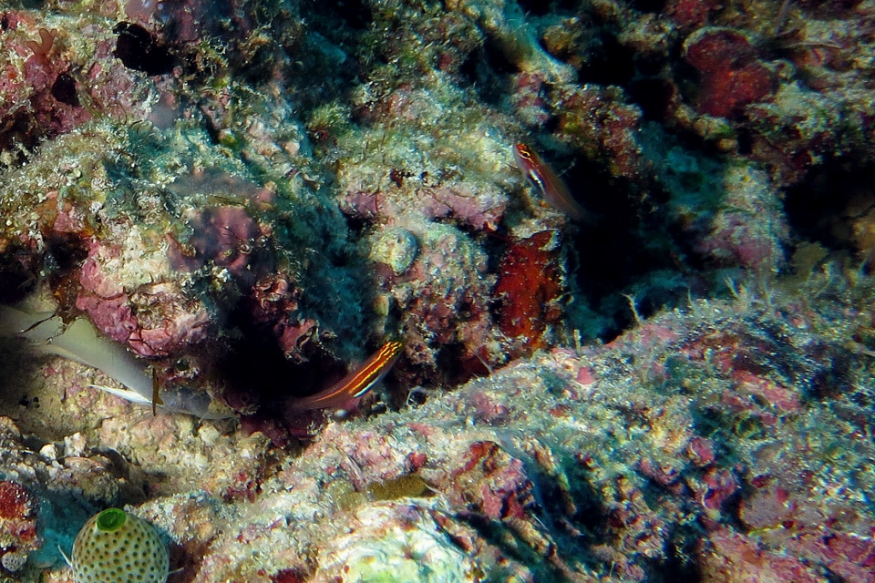 Eviota pellucida