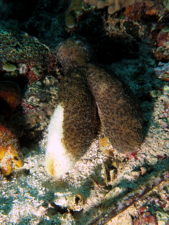 Herpolitha limax