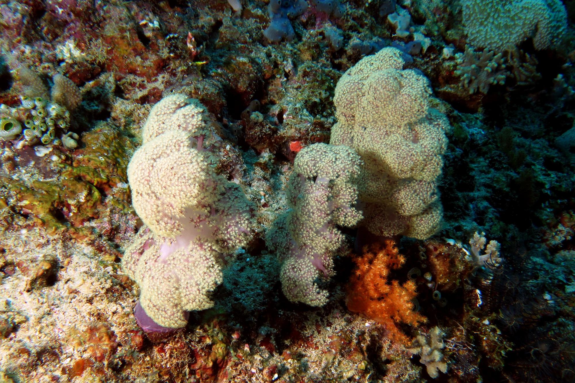 Dendronephthya mucronata