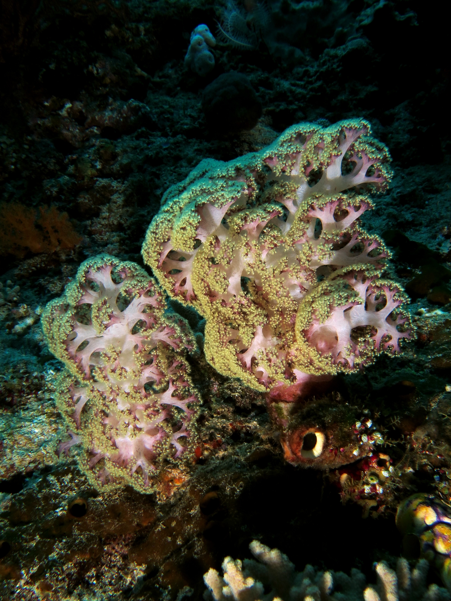Dendronephthya mucronata