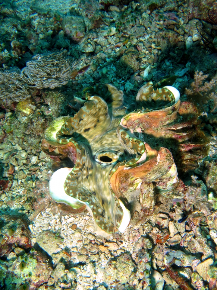 Tridacna squamosa