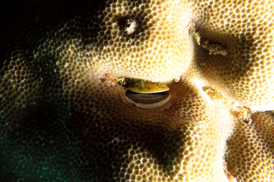 Pedum sp., Porites lutea