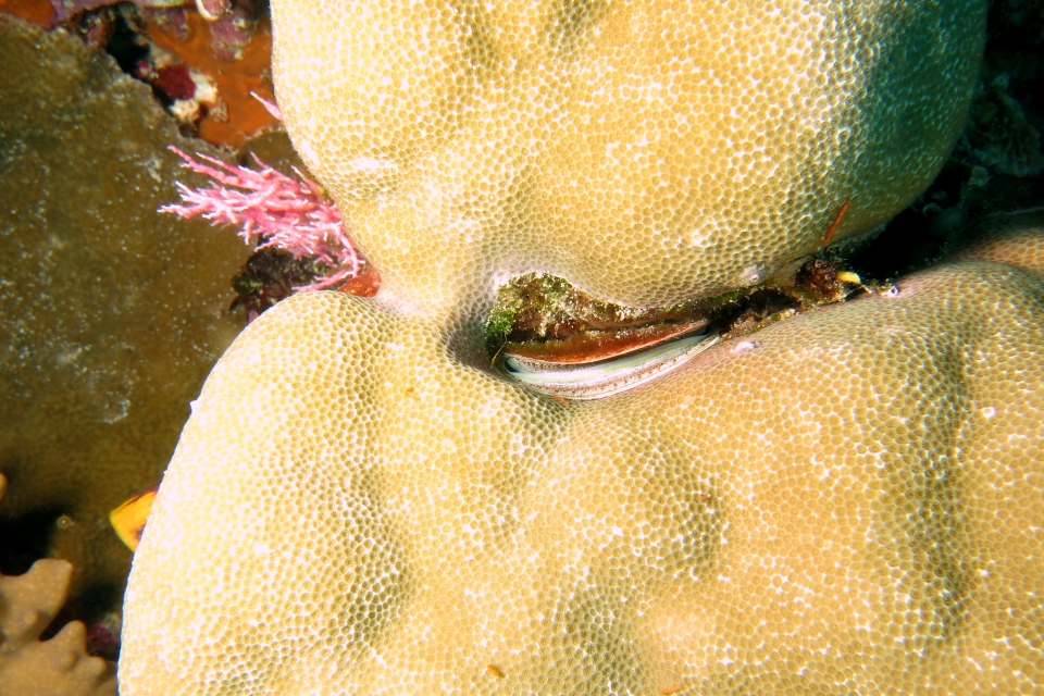 Pedum sp., Porites lutea