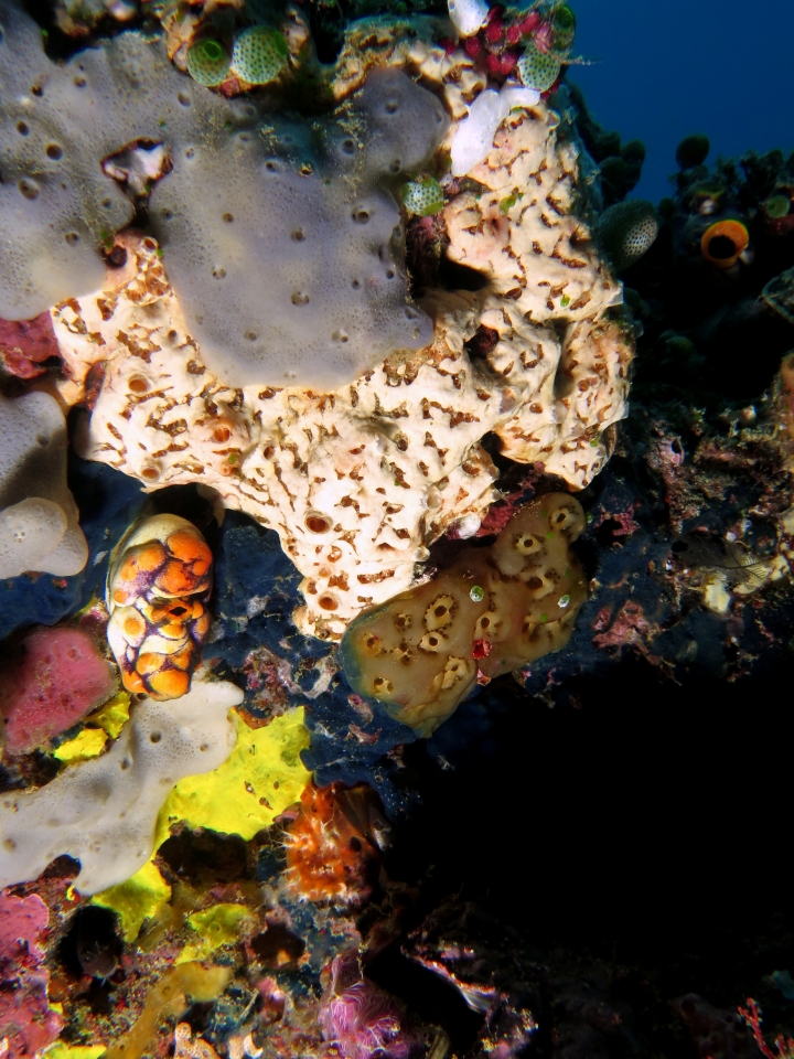 Aplidium protectans, Polycarpa aurata (Ascidie tache d'encre) Aplidium sp. ou Eponge