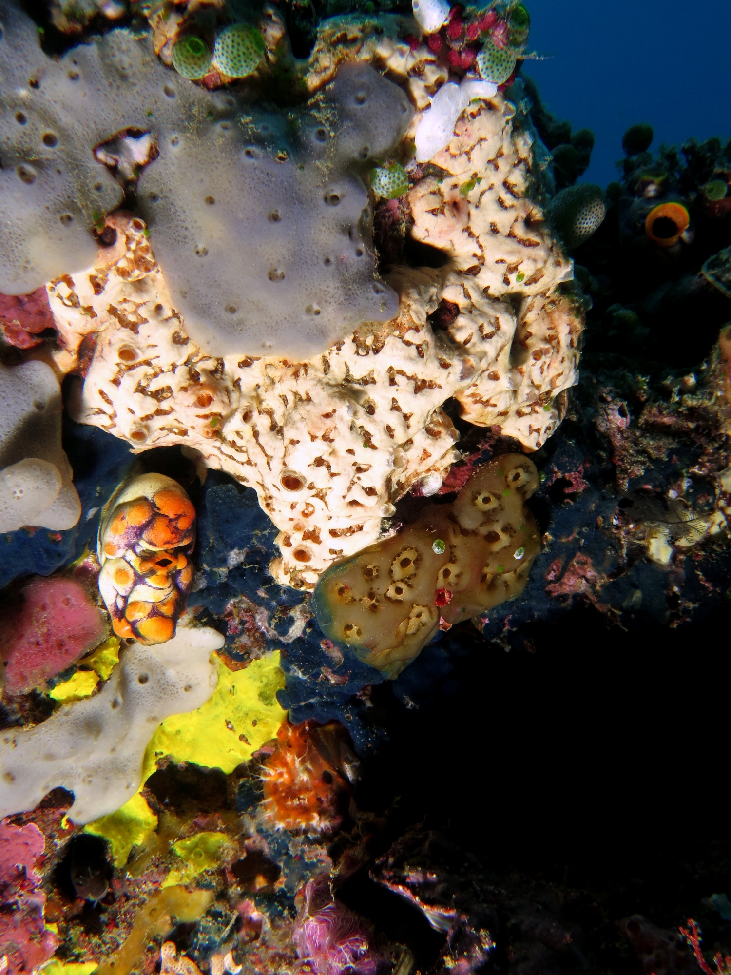 Aplidium protectans, Polycarpa aurata (Ascidie tache d'encre) Aplidium sp. ou Eponge