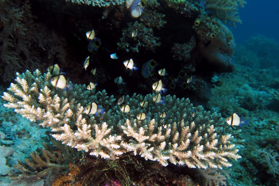 Dascyllus reticulatus, Acropora sp.