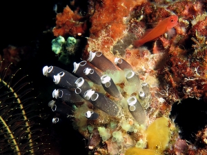 Clavelina robusta, Clavelina sp., Trimma benjamini