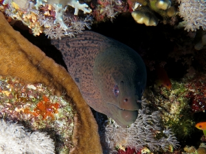 Gymnothorax javanicus