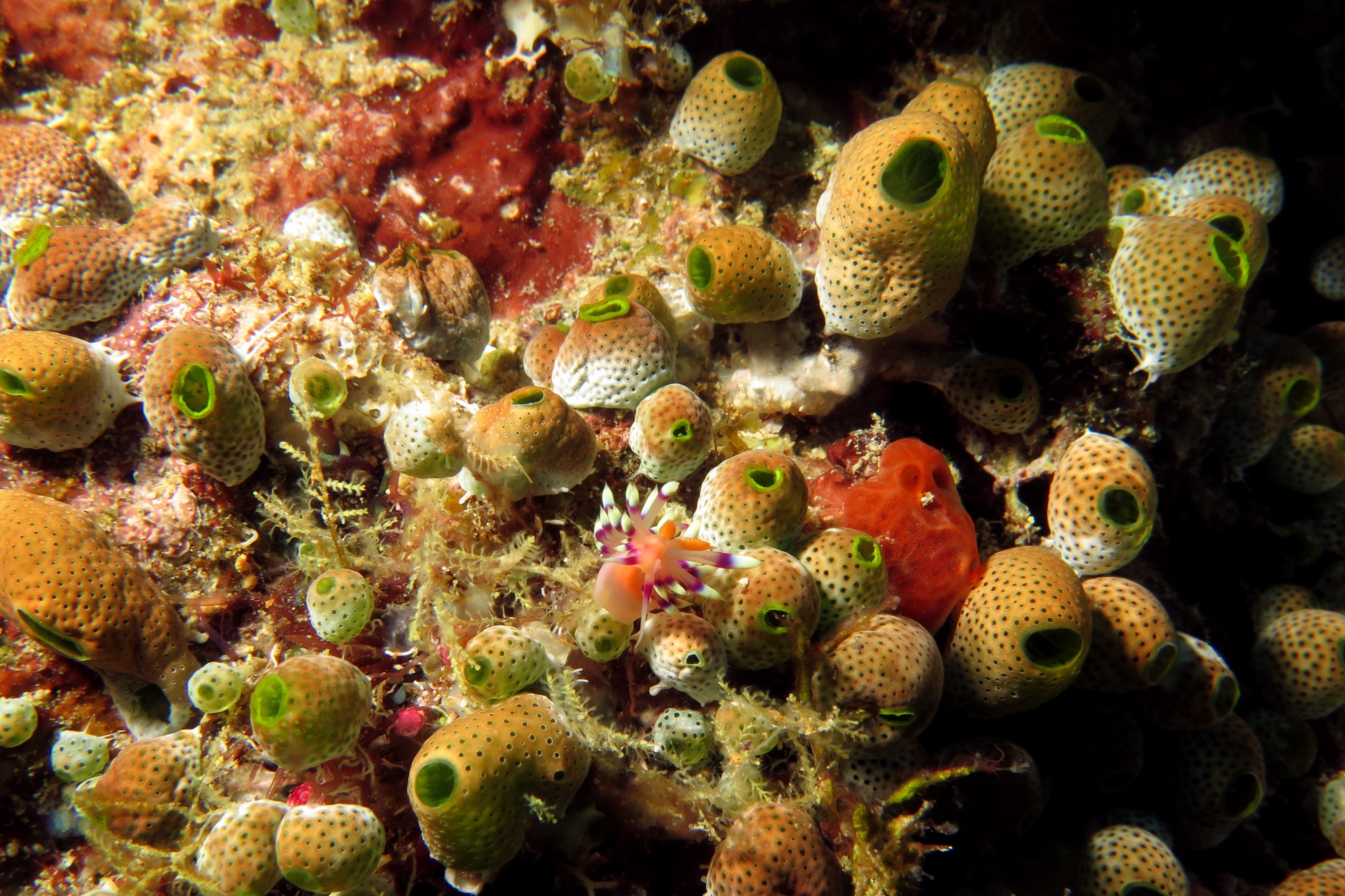 Flabellina exoptata, Didemnum molle, Spirastrella sp.