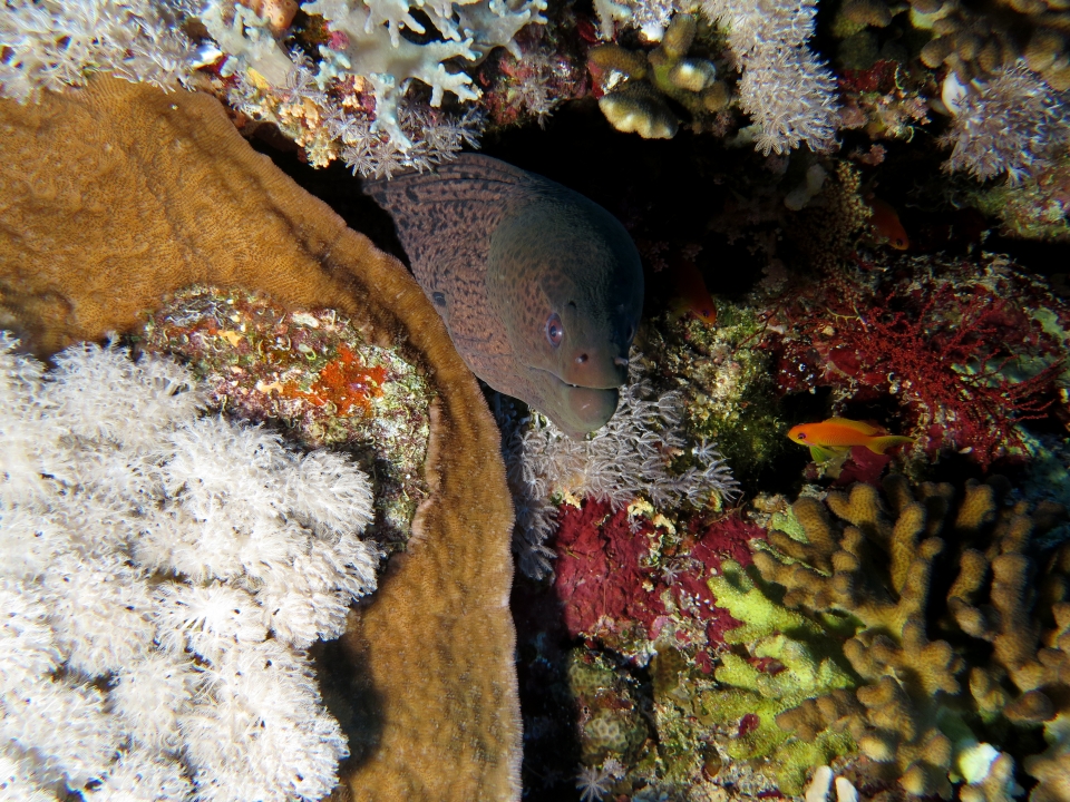 Gymnothorax javanicus