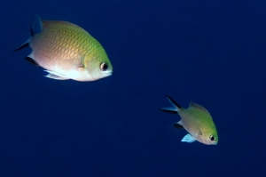 Chromis scotochiloptera