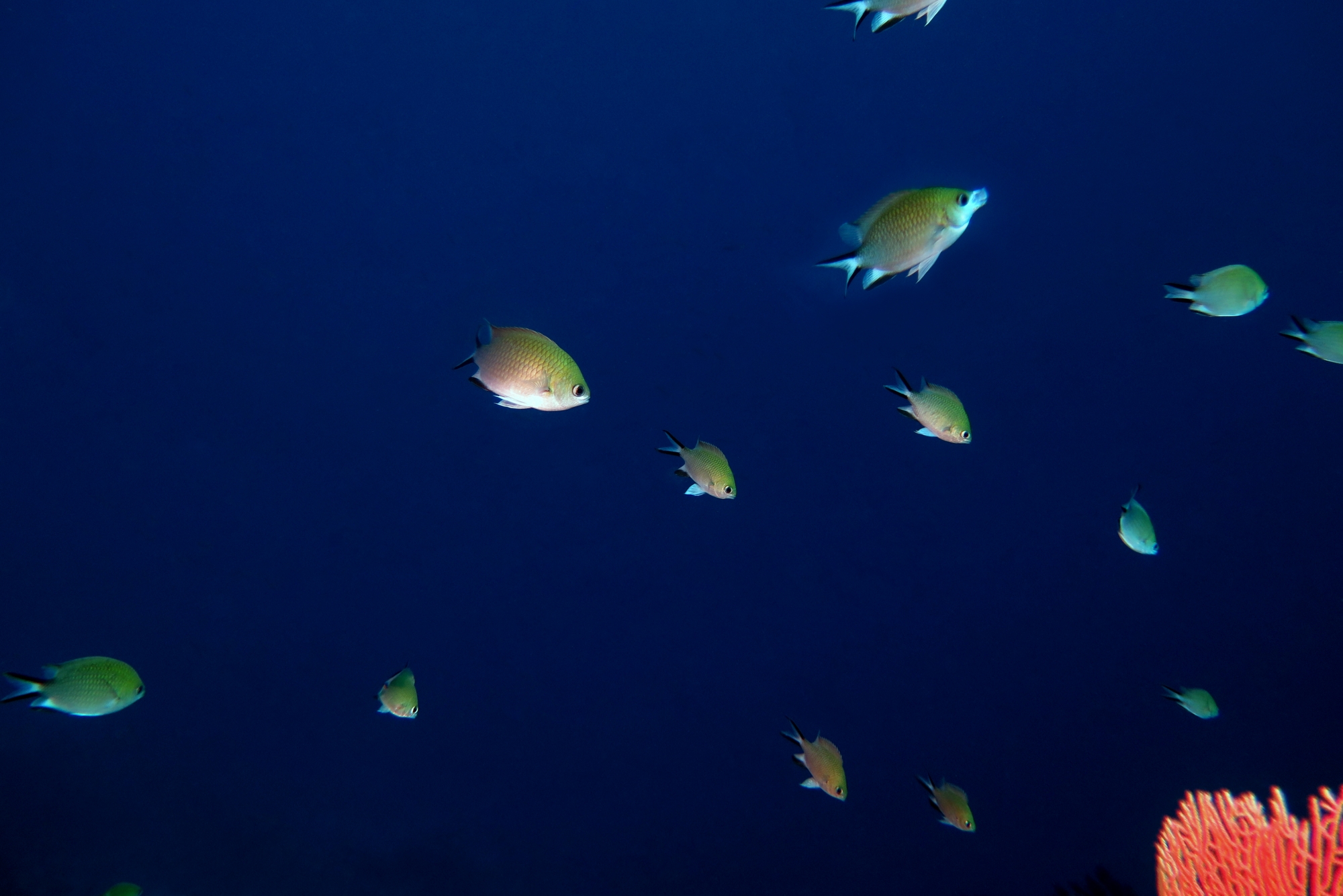 Chromis scotochiloptera