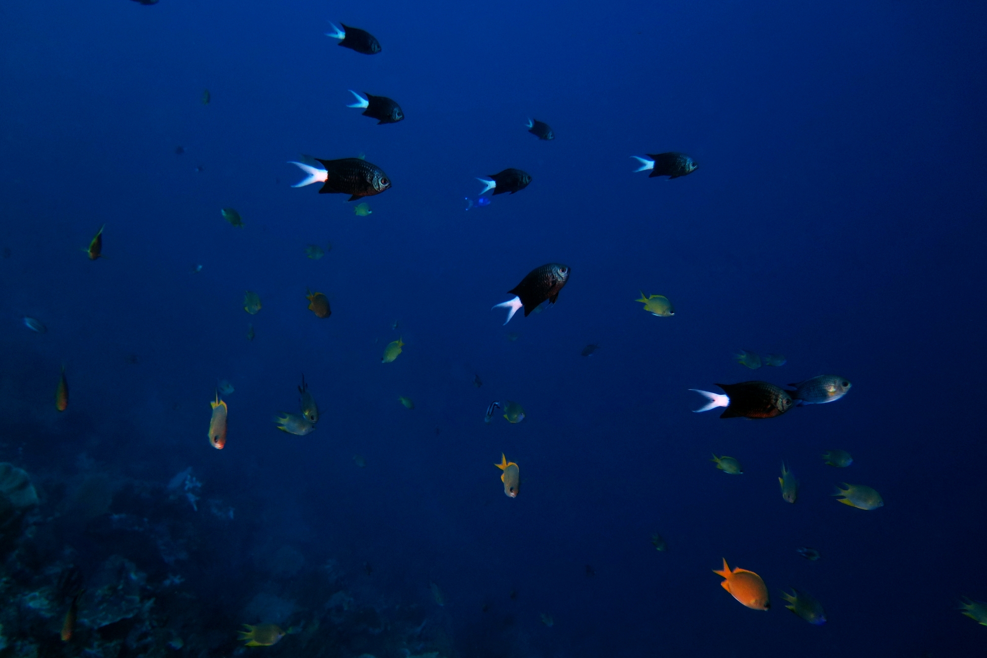 Chromis xanthura