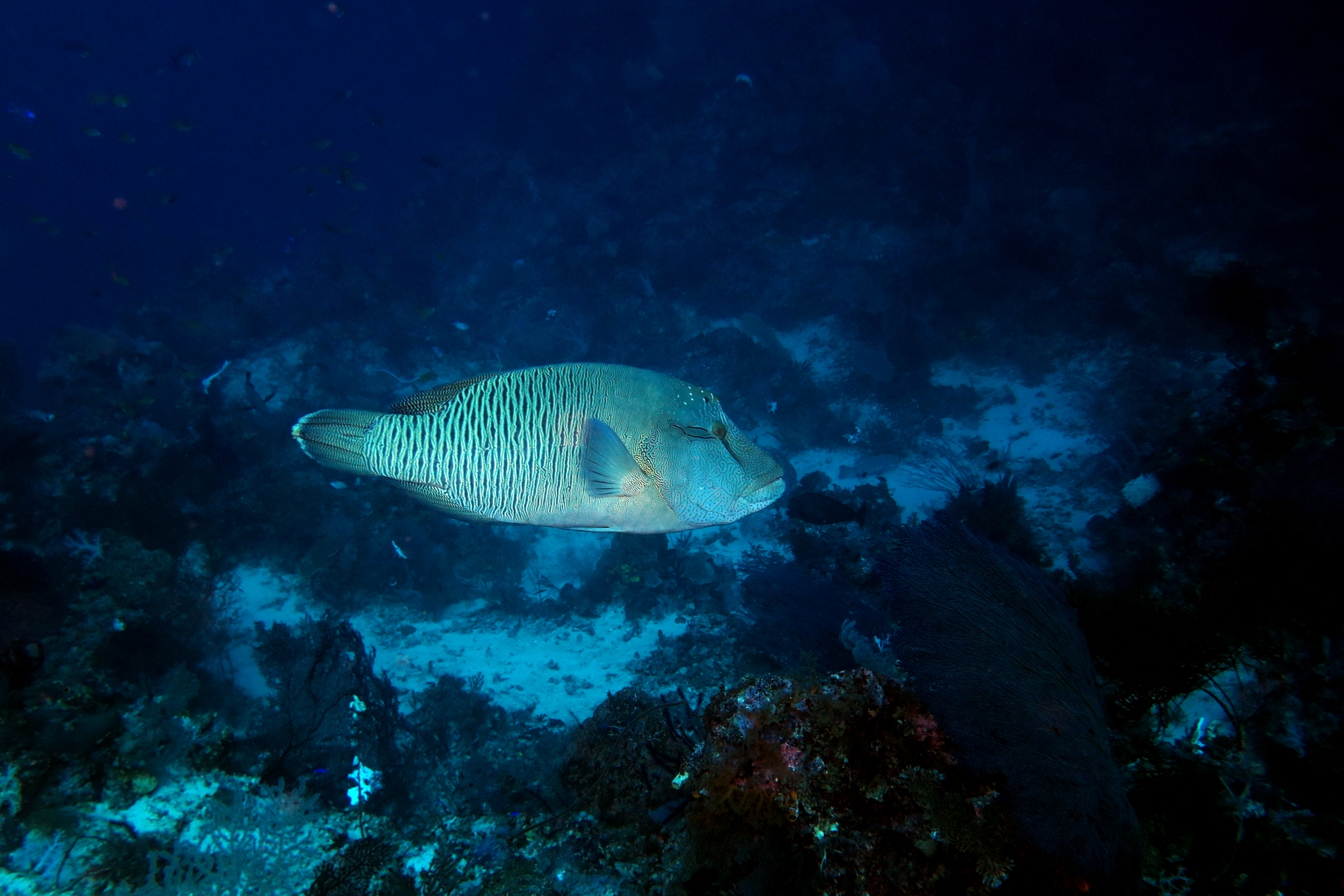 Cheilinus undulatus