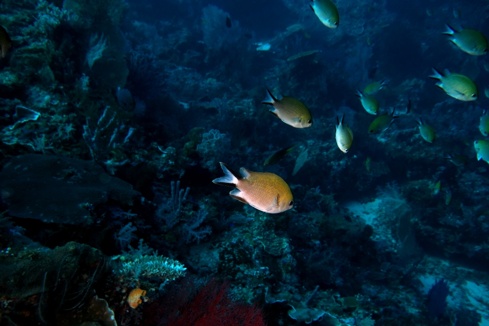 Chromis scotochiloptera