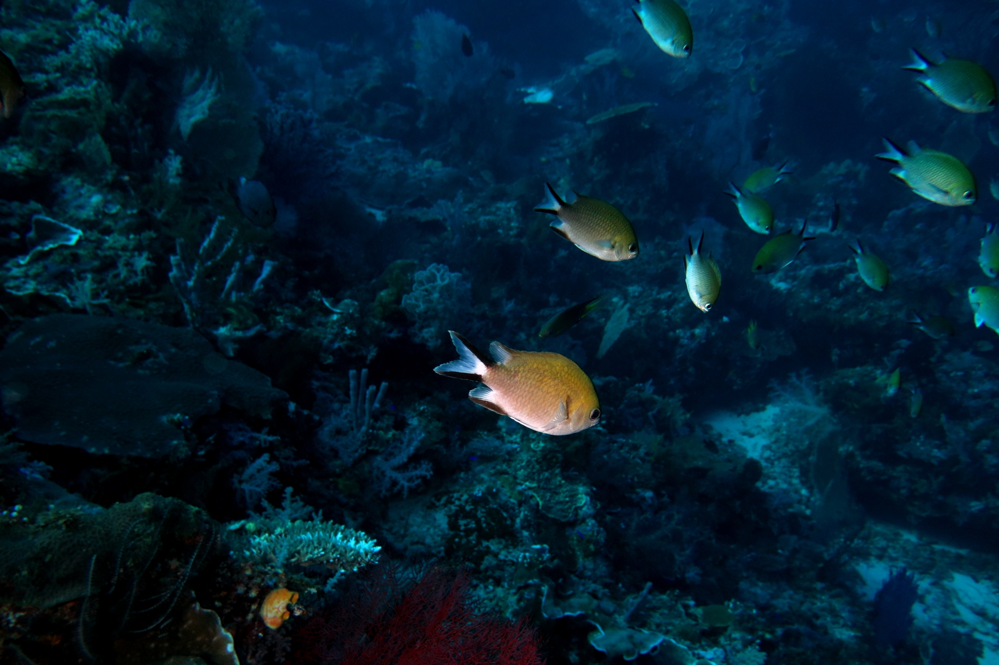 Chromis scotochiloptera