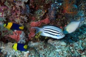 Centropyge bicolor, Genicanthus Lamarck, Sufflamen bursa