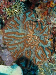 Symphyllia valenciennesii