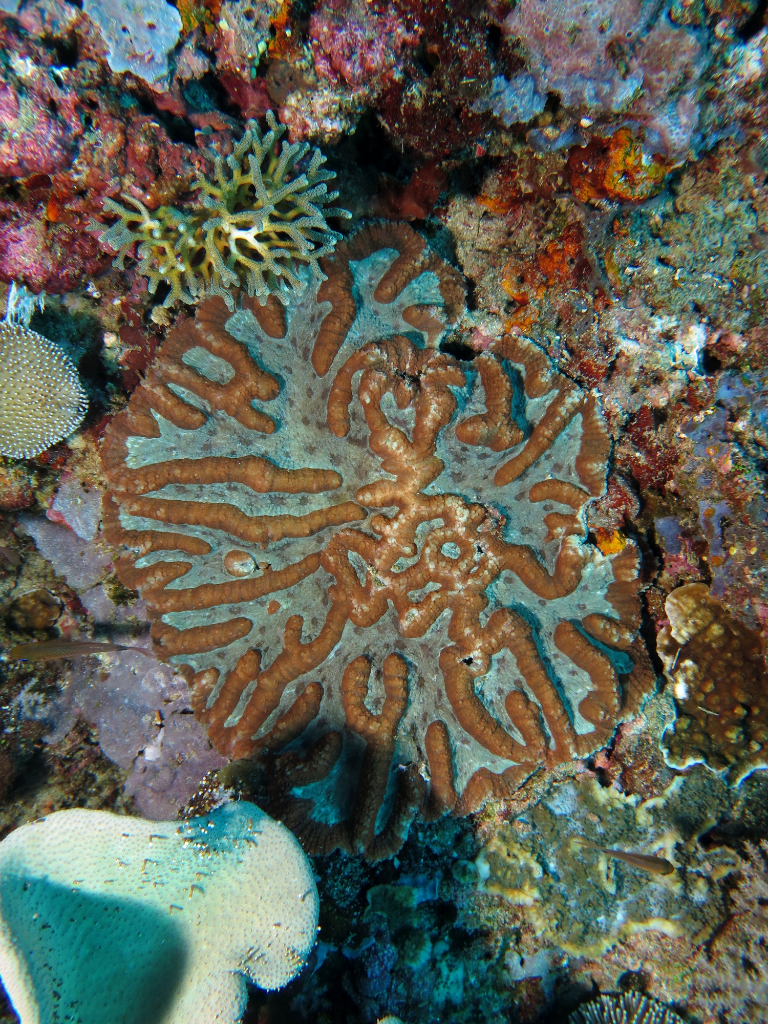 Symphyllia valenciennesii