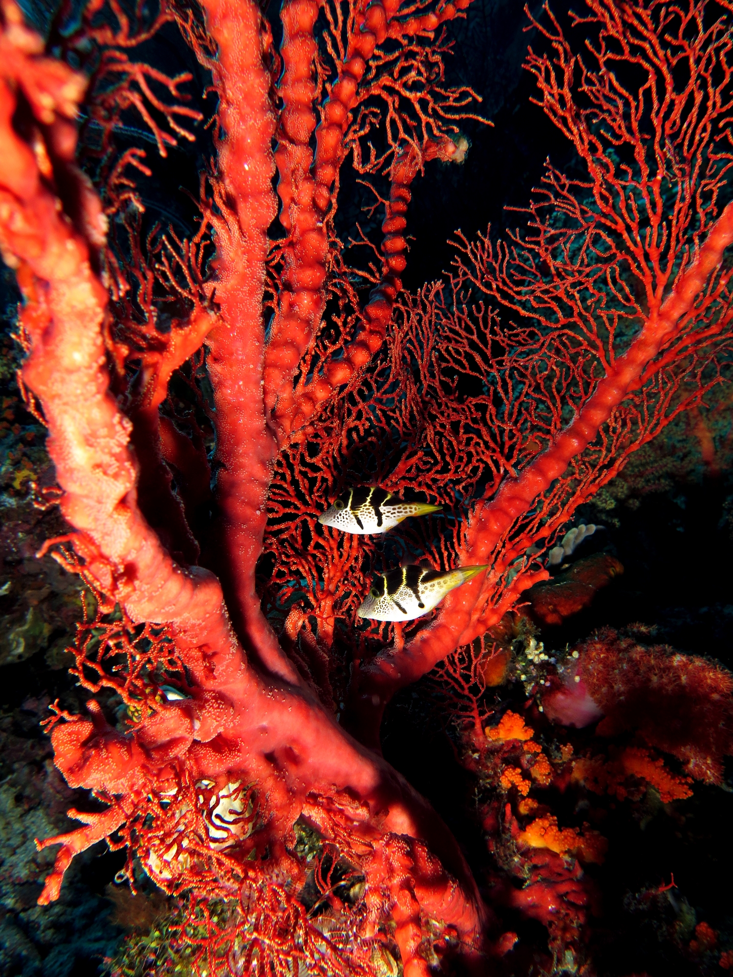 Paraluteres prionurus, Melithaea ochracea