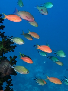 Chromis scotochiloptera, Pseudanthias squamipinnis, Tubastraea micranthus