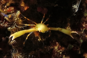 Quadrella coronata, Triphyllozoon sp., Zanclea sp.