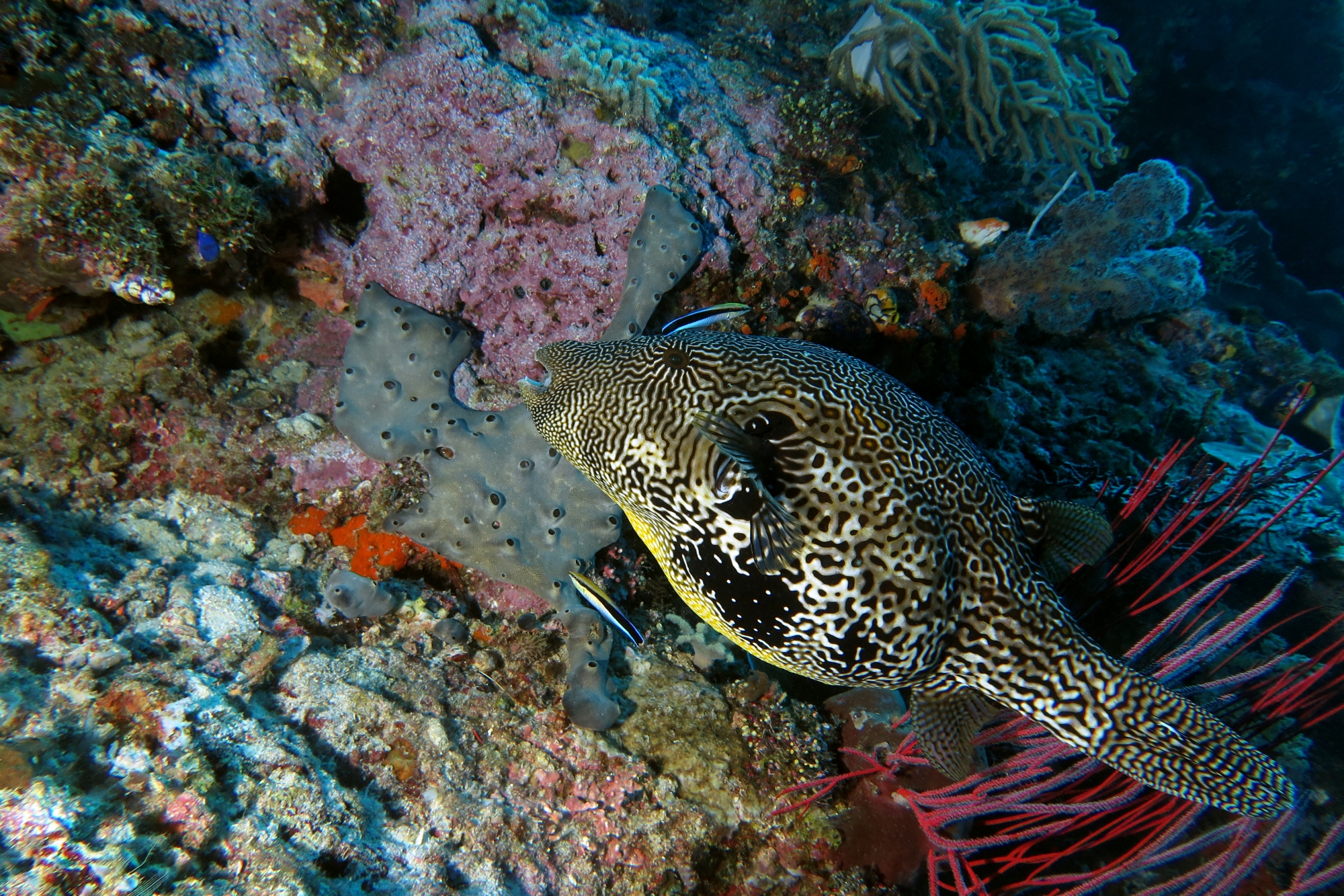 Arothron mappa, Labroides dimidiatus