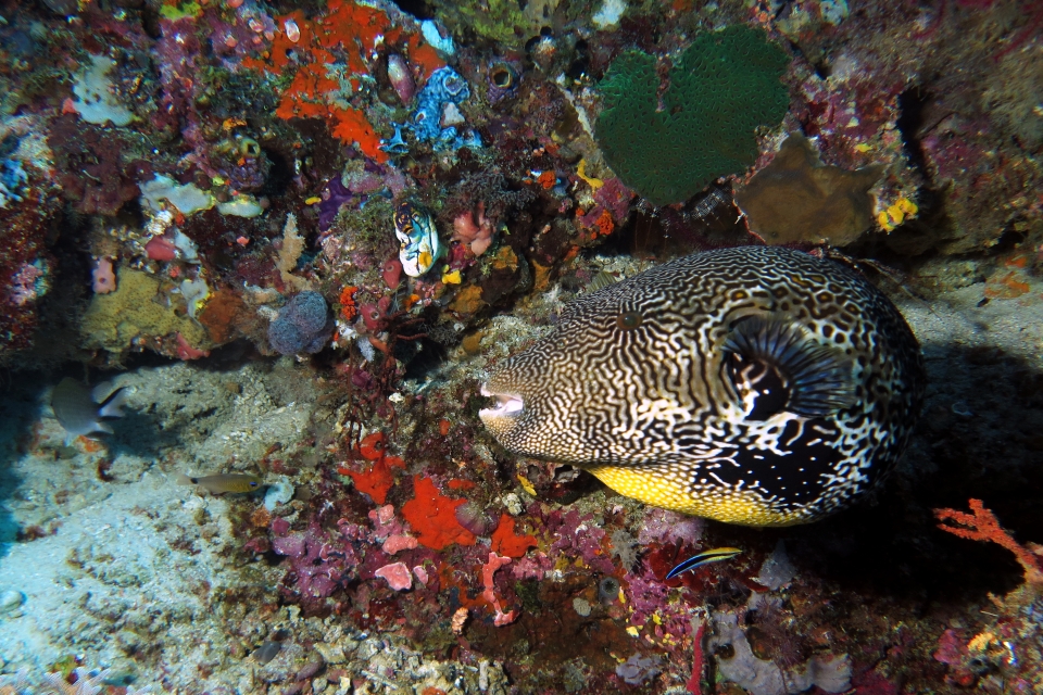 Arothron mappa, Labroides dimidiatus