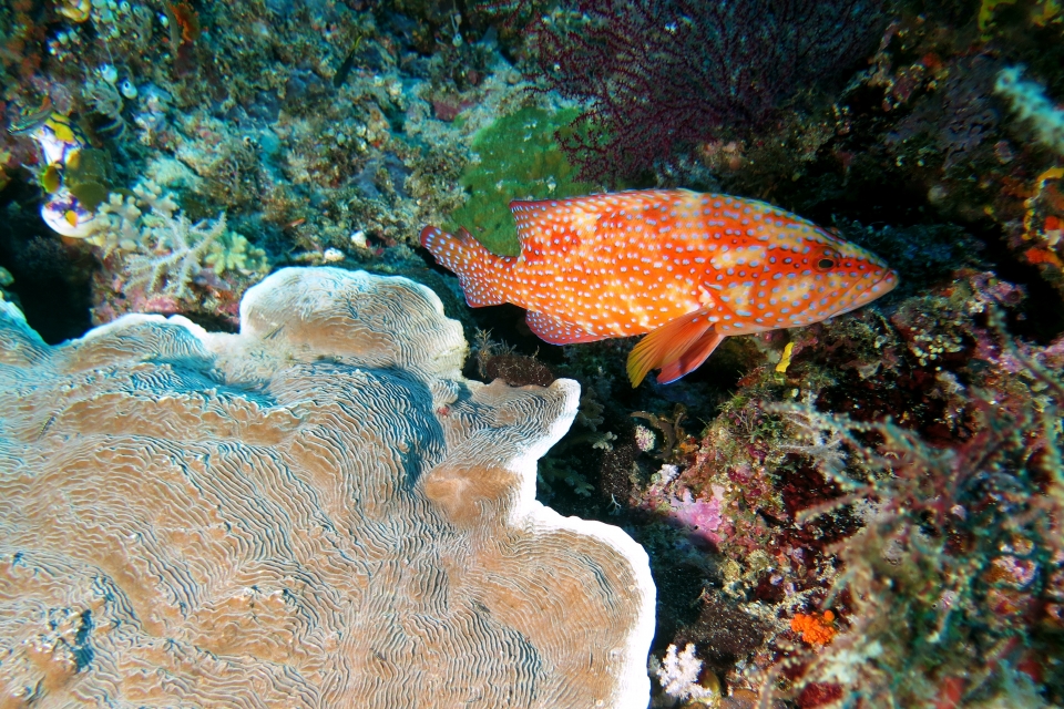 Cephalopholis miniata, Pachyseris speciosa