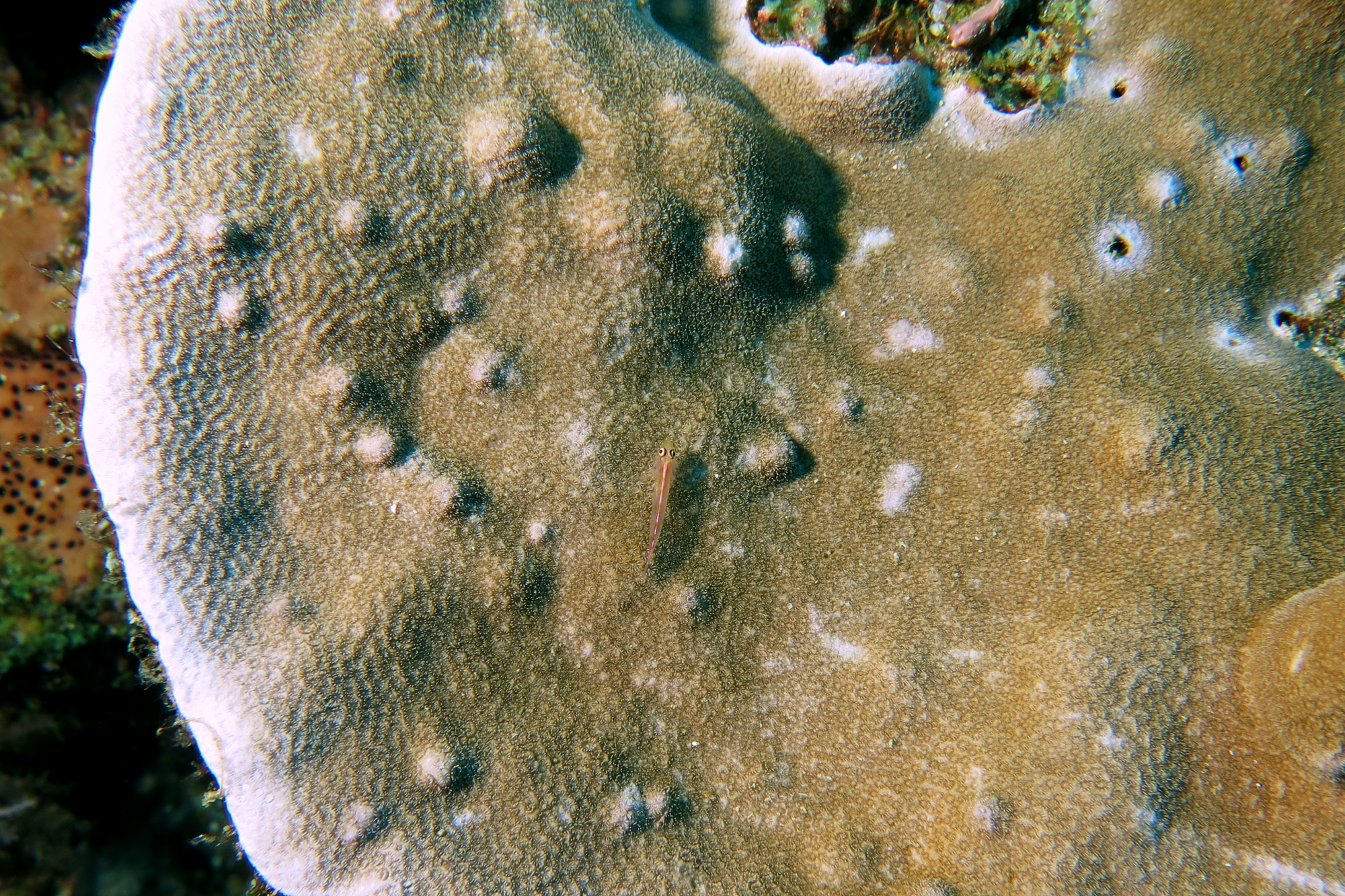 Pleurosicya micheli
