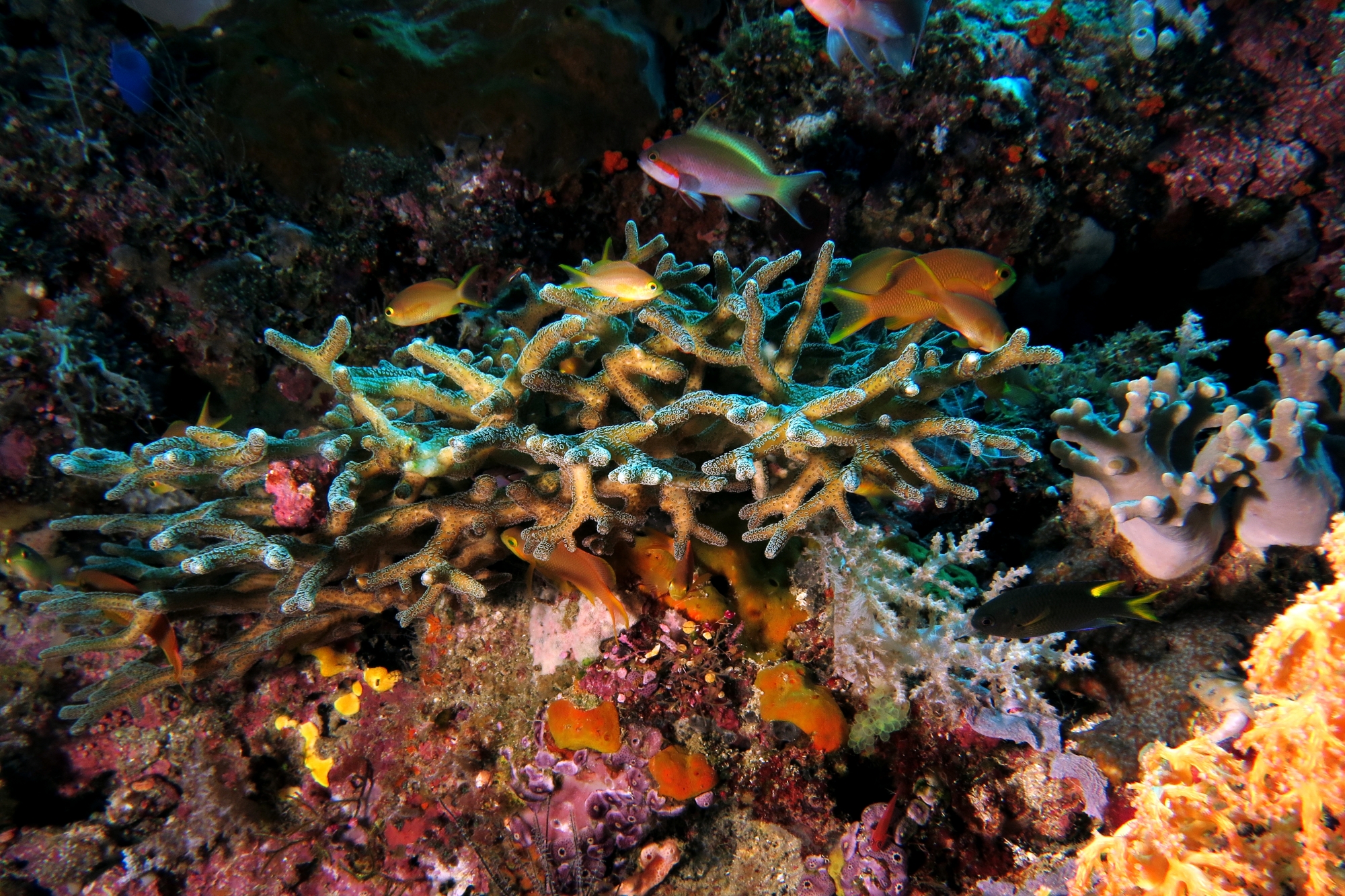 Seriatopora caliendrum, Pseudanthias huchtii